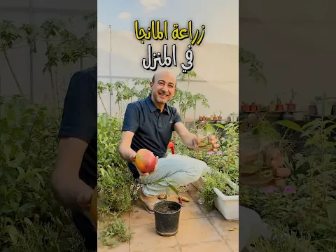 زراعة المانجا في المنزل 2026
