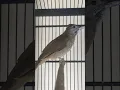 Download Lagu Burung kapas tembak suara full speed #shorts