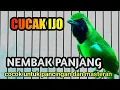 Lagu Pancingan Cucak Ijo Bongkar Isian kuntilanak Mix Mesin Jahit Kasar