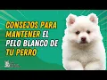 TIPS FOR KEEPING MY DOG S WHITE COAT CLEAN