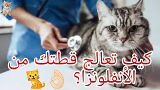 كيف تعالج قطتك من الأنفلونزا 