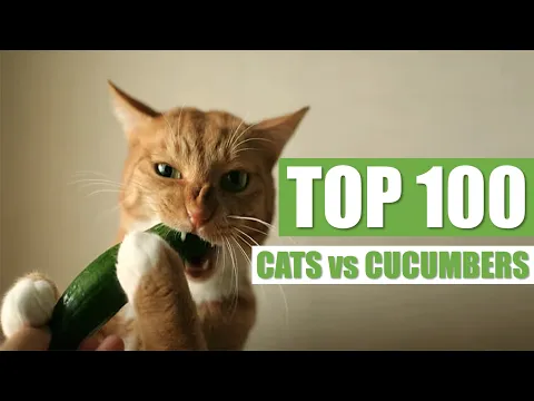 Почему коты боятся огурцов