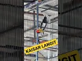 Download Lagu KACER KAISAR LANGIT