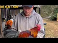 McLean Hatch Grey Kelso - GRIT STEEL FARM