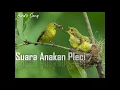Download Lagu Suara Piyikan/Anakan Pleci Cocok Untuk Pikat