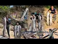 Download Lagu This year I caught over 200 barracudas and this is how I did it 2025 season