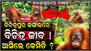 🔴Live : ବାଲେଶ୍ୱର ଜଙ୍ଗଲରୁ ବାହାରିଲେ ୫ ବିଦେଶୀ ଓରାଙ୍ଗୁଟାନ୍! ଆସିଲେ କେମିତି? Orangutans Rescued in Balasore