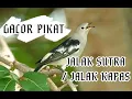 Jalak Kapas, Jalak Sutra | Suara Ngerol Cocok Buat Pancingan.