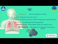 Download Lagu Sistem Pernapasan Pada Manusia I Organ Pernapasan pada Manusia