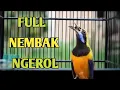 Download Lagu FULL TEMBAKAN CUCAK CUNGKOK NGEROLL PANJANG