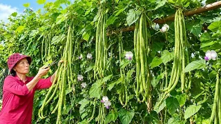 Satisfying Yard Long Bean Harvesting in My Organic Garden / Grow to Harvest in My Garden