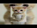 Download Lagu dancing cats - go kitty go (sped up)