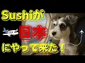 Download Lagu Sushi has come to Japan! ONE OK ROCK's fifth member is coming to Japan🐶