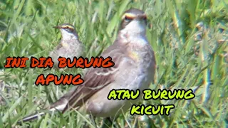 Download BURUNG APUNG / KICUIT MENCARI MAKAN MP3