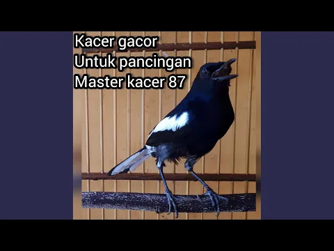 Download MP3 Kacer Gacor Untuk Pancingan (Live)