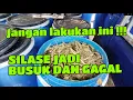 Download Lagu JANGAN LAKUKAN INI !!! SILASE BISA BUSUK DAN GAGAL #silase