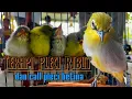Download Lagu TERAPI PLECI RIBUT DAN CALL BETINA