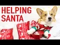 HELPING SANTA CLAUS - Topi the Corgi