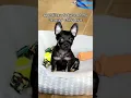 Scored a Cute Puppy on Craigslist