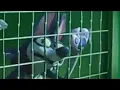 Download Lagu Under the Boardwalk Butterfly Tale Koati Movie Night of the Zoopocalypse 