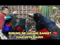 Download Lagu BURUNG INI JARANG BANGET SUARANYA BAGUS 