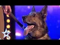 Heroic police dog Finn moves the Judges to tears | Auditions | BGT 2019