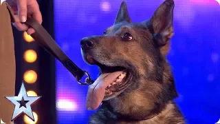 Download Heroic police dog Finn moves the Judges to tears | Auditions | BGT 2019 MP3