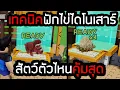Download Lagu เทคนิคฟักไข่เลือกDNAสัตว์ ให้ได้คุ้มที่สุด Grow a Garden