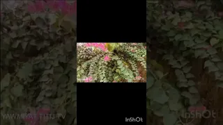 من أروع الأغاني الأمازغية 