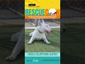 Rescuecon Promo - Oxnard CA