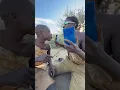 Download Lagu Hadzabe tribe bushmen got new tools in the bush for the first time from neighbor tribes