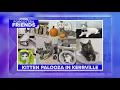 Explosion of kittens at Kerrville animal shelter