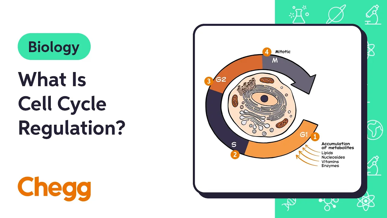 What Is Cell Cycle Regulation? | Biology