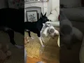 Barney the Tv border collie s reaction when the man turns into a wolf is priceless
