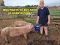 Download Lagu WIE WIL ER EEN PAAR HARRYS VARKENSVLEES KOPEN?
