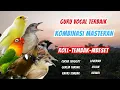 Download Lagu LANGSUNG MONCER MENYALA !! Masteran Kombinasi Tembakan Kasar untuk semua Burung Murai batuCucak ijo