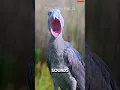 Download Lagu 5 Suara Burung Paling Menakutkan 😱