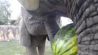 The View Through An Elephant S Eyes  The View Through An Elephant S Eyes
