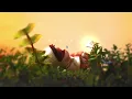 NoCap - Maliboo