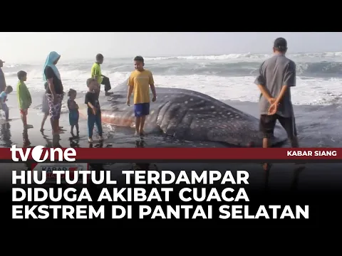 Hiu Tutul Sepanjang 7 Meter Terdampar di Pantai Drajid Lumajang