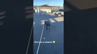Girl on a mission ! Hahaha #fypシ #Fyp #Dream #pets #doberman