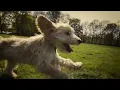CARIBOU - You Can Do It