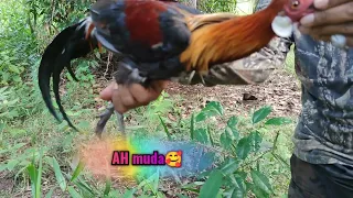 ayam hutan pikat jantan 81