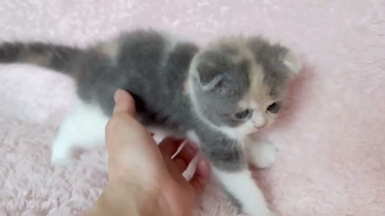 動画
