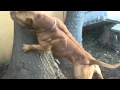 Muslce Pit Bull - Ace the Red Emperor