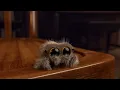 Lucas the Spider | Lucas the Spider Classic