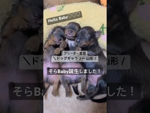 動画