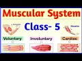 Muscular System Class 5 Bones and Muscles Skeletal System Science