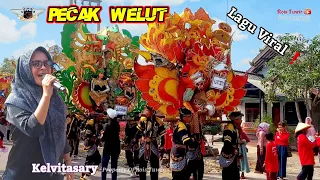 Download Lagu Viral❗️ Pecak Welut - Voc. Kelvitasary | Singa Depok Putra Pai Muda 2023 | Show Di Wanasari IM. MP3