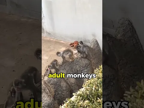 There's no one who doesn't cry for this monkey.